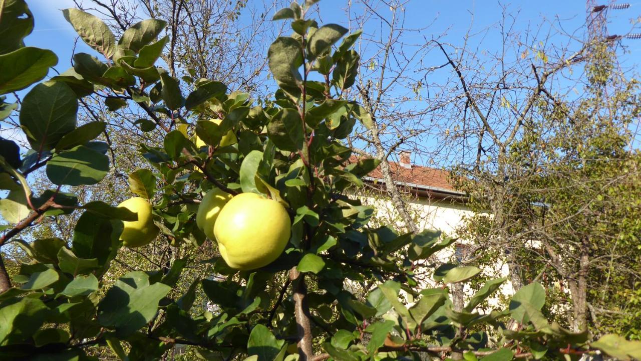 Guest House Pribojska Banja מראה חיצוני תמונה
